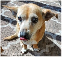 Trixie - Photo 4