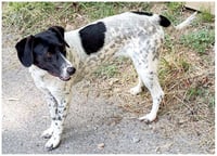 Spot - Photo 2