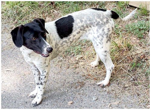 SPOT - Labrador Retriever available for adoption