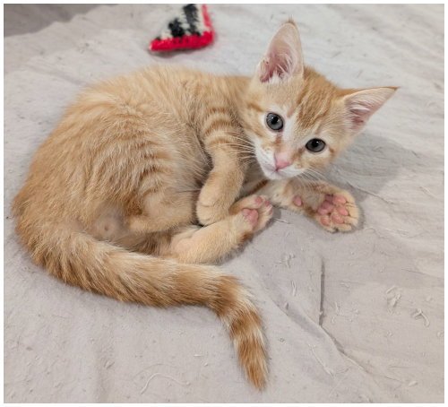 DUBLIN - Domestic Short Hair available for adoption