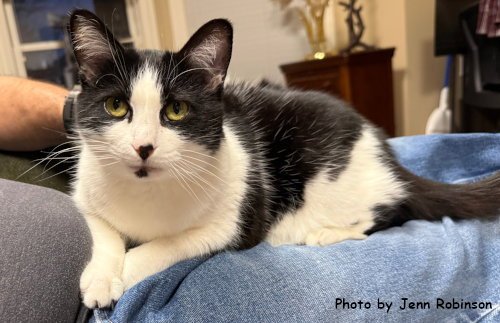 VELCRO - Domestic Medium Hair / Tuxedo available for adoption