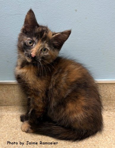 ALMOND - Domestic Short Hair / Tortoiseshell for adoption in Knoxville