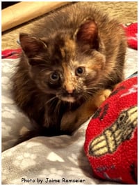 Almond - Photo 3