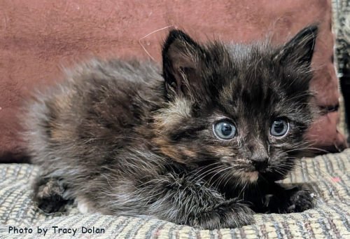BAILEY - Tortoiseshell / Domestic Medium Hair available for adoption