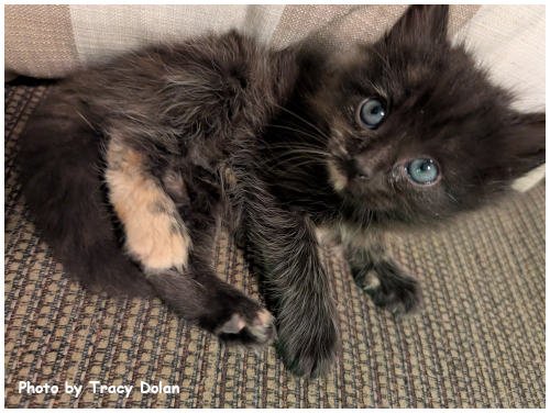 BAILEY - Tortoiseshell / Domestic Medium Hair available for adoption