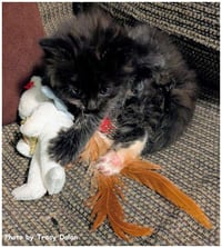 Bailey - Photo 4
