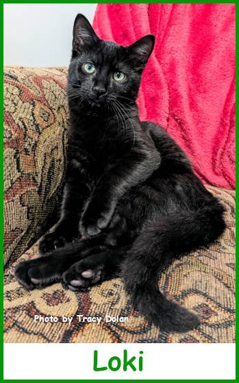 LOKI - Domestic Short Hair available for adoption