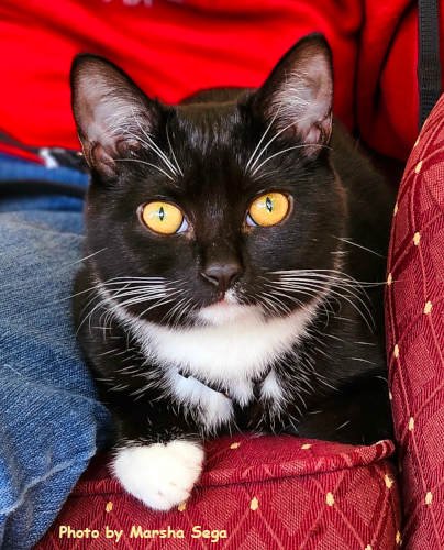 SOX - Tuxedo / Domestic Short Hair available for adoption