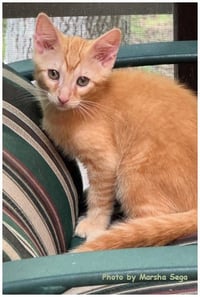 Flynn - Photo 2