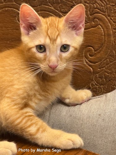 FLYNN - Domestic Short Hair for adoption in Knoxville