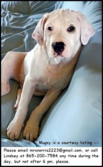 MUGSY - American Pit Bull Terrier / American Bulldog available for adoption