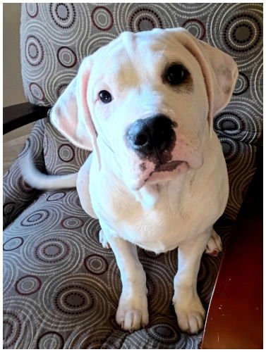 MUGSY - American Pit Bull Terrier / American Bulldog available for adoption