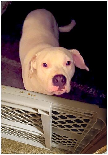 RUBBLE - Husky / American Bulldog available for adoption