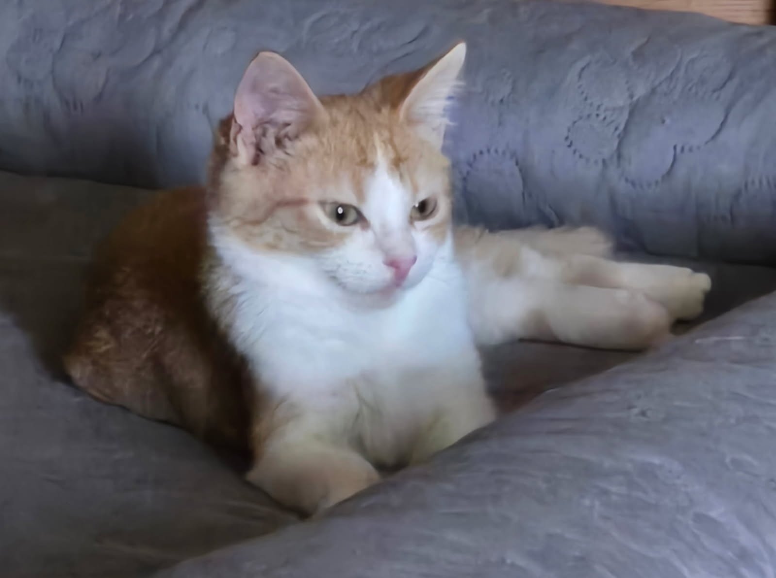 HANSEL - Domestic Medium Hair available for adoption