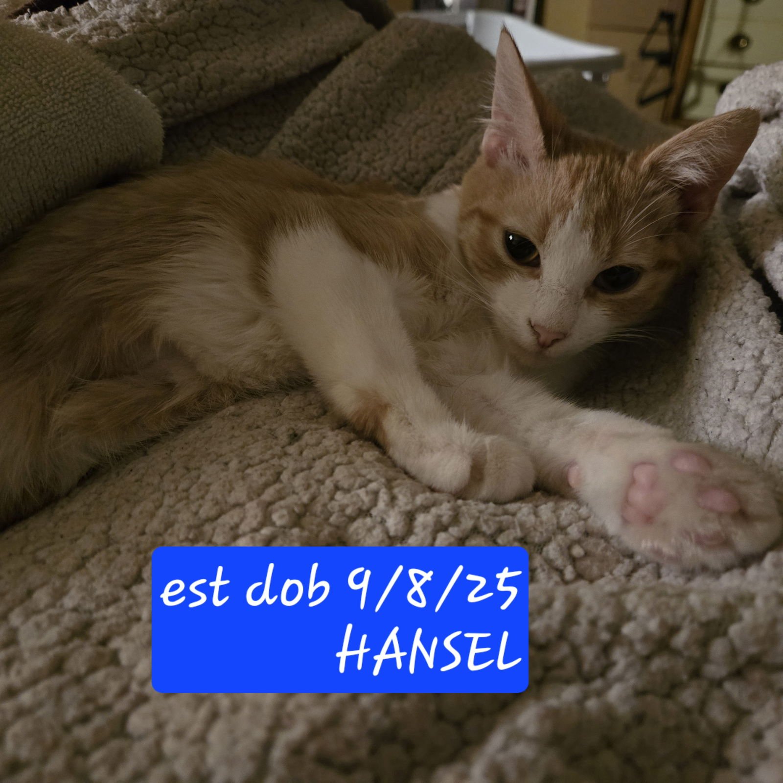 HANSEL - Domestic Medium Hair available for adoption