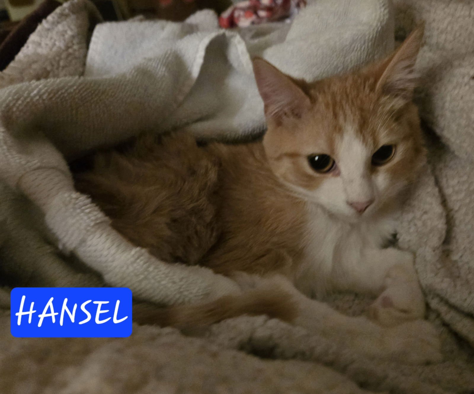 HANSEL - Photo 3