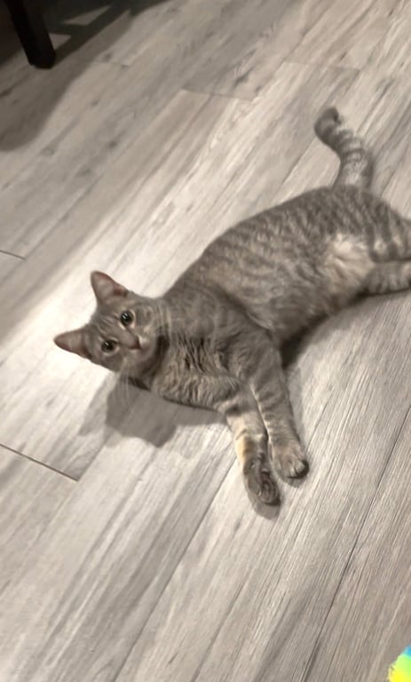 WHISKERS Image