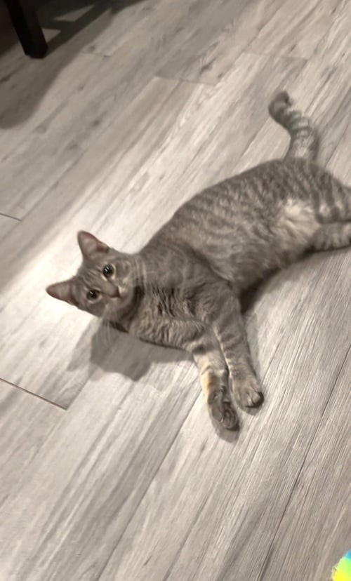 WHISKERS - Domestic Short Hair / Tabby available for adoption