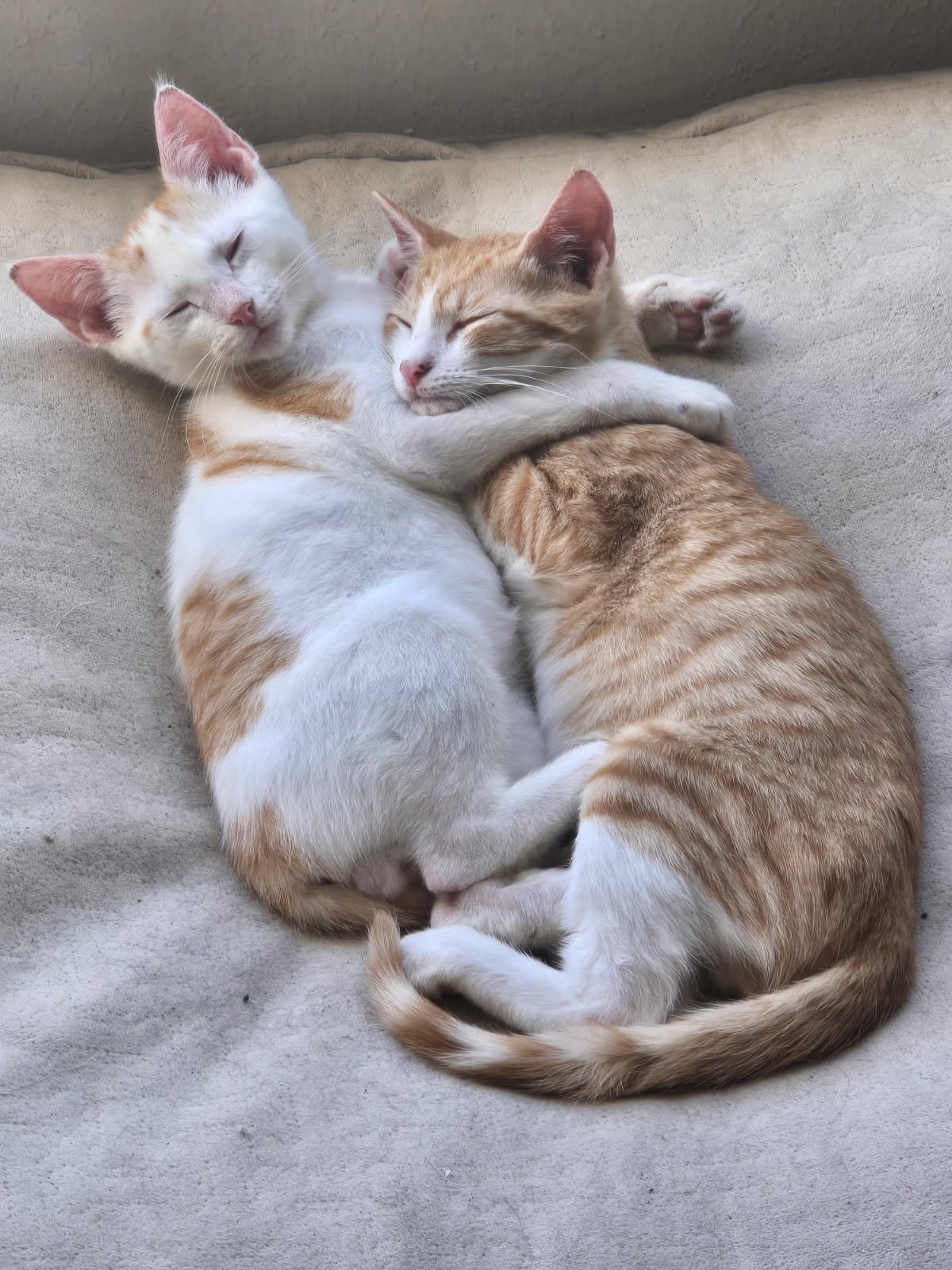 ROBBIE - Domestic Short Hair / Tabby available for adoption