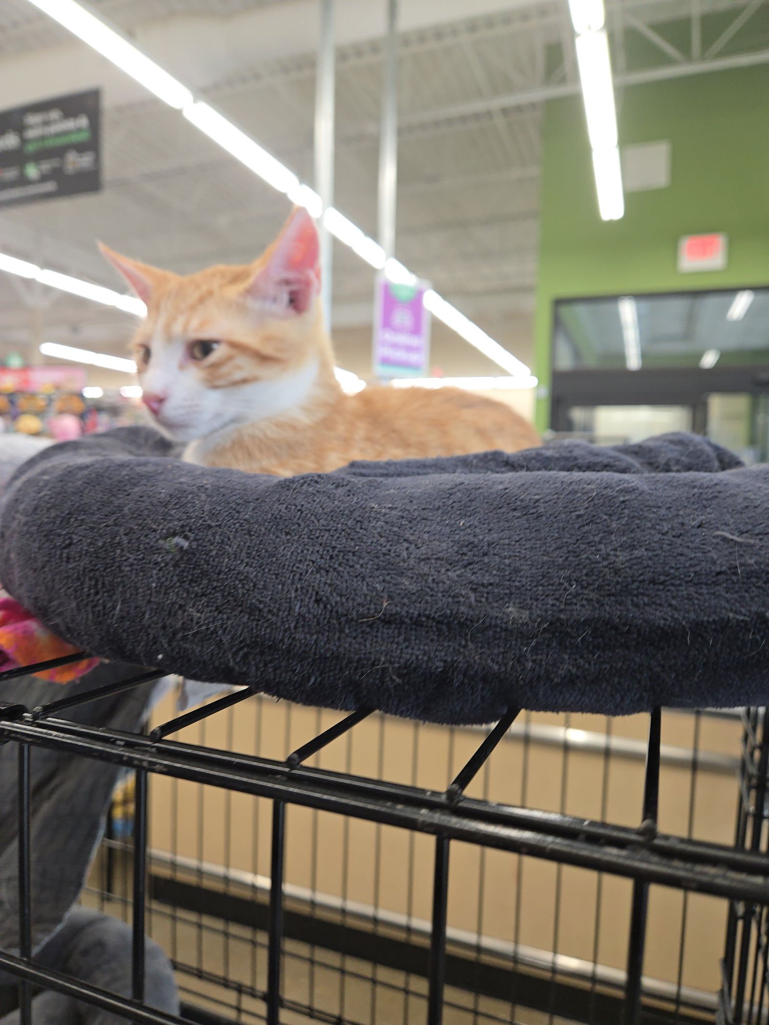 ROBBIE - Domestic Short Hair / Tabby available for adoption