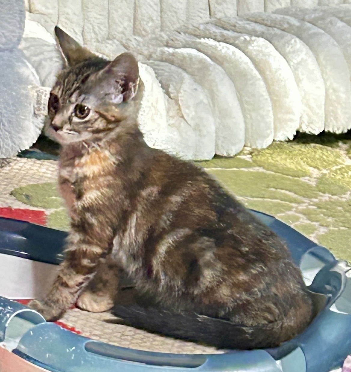 TESSA - Tortoiseshell / Domestic Medium Hair available for adoption