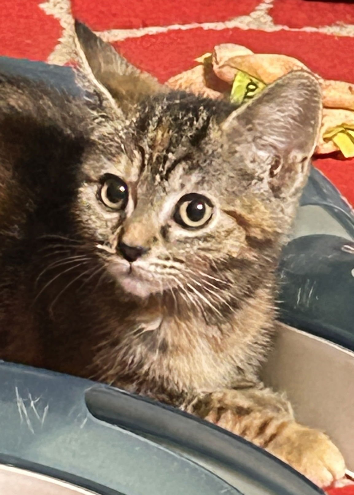 TESSA - Tortoiseshell / Domestic Medium Hair available for adoption