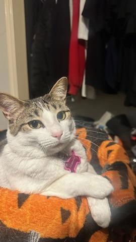 ADRIENNE - Domestic Short Hair / Tabby available for adoption