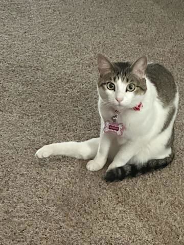 ADRIENNE - Domestic Short Hair / Tabby available for adoption