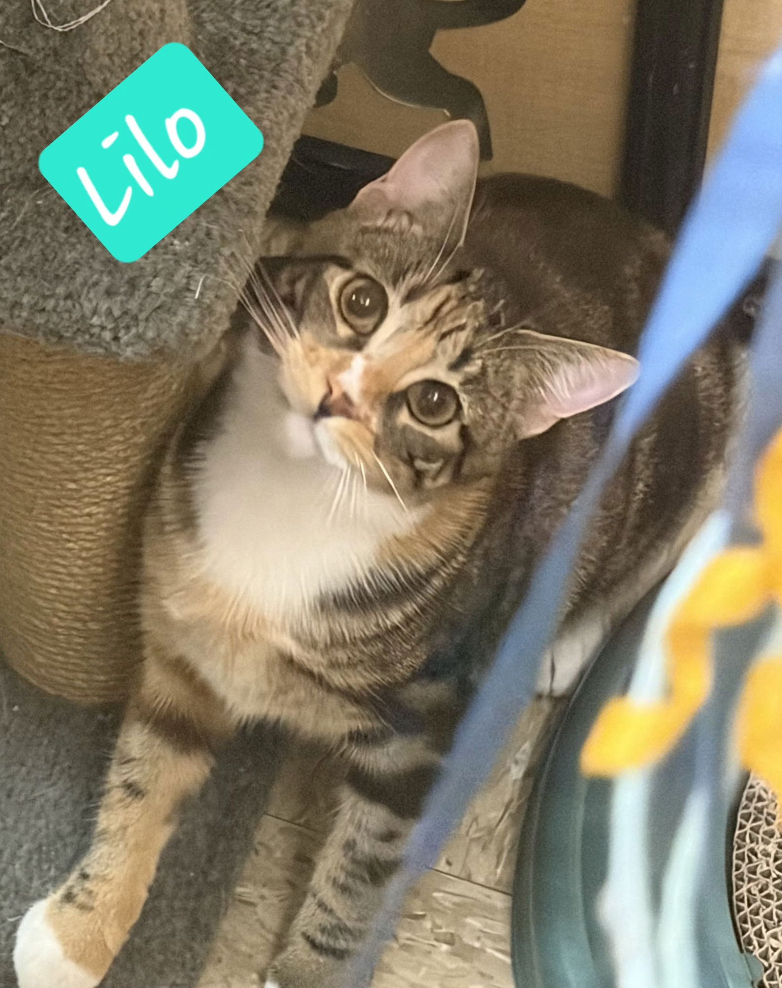 LILO - Torbie / Domestic Short Hair available for adoption