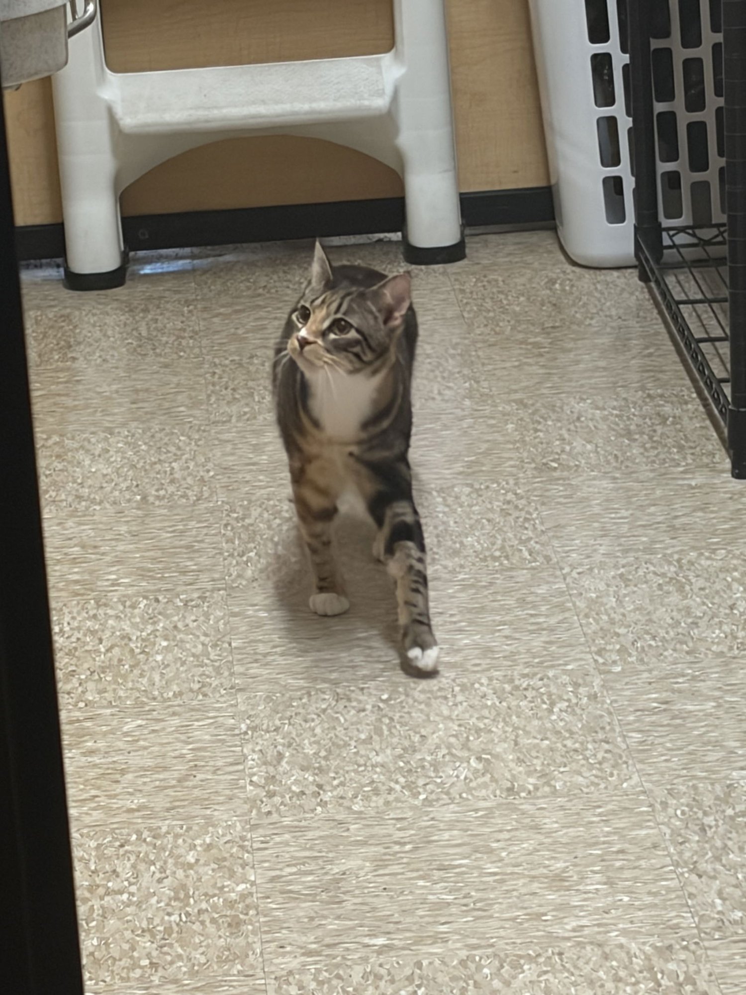 LILO - Torbie / Domestic Short Hair available for adoption