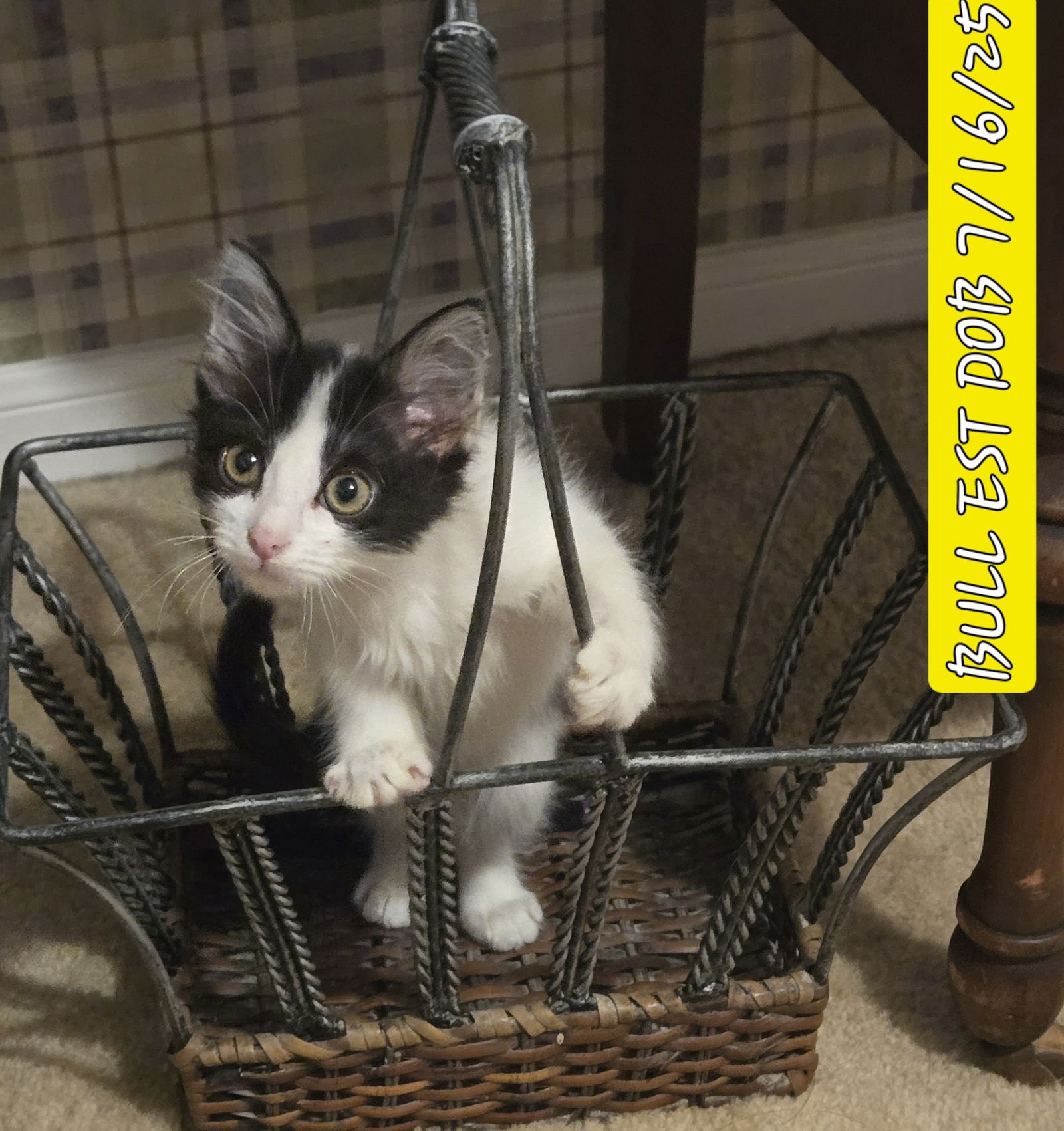 BELL - Domestic Short Hair / Tuxedo available for adoption