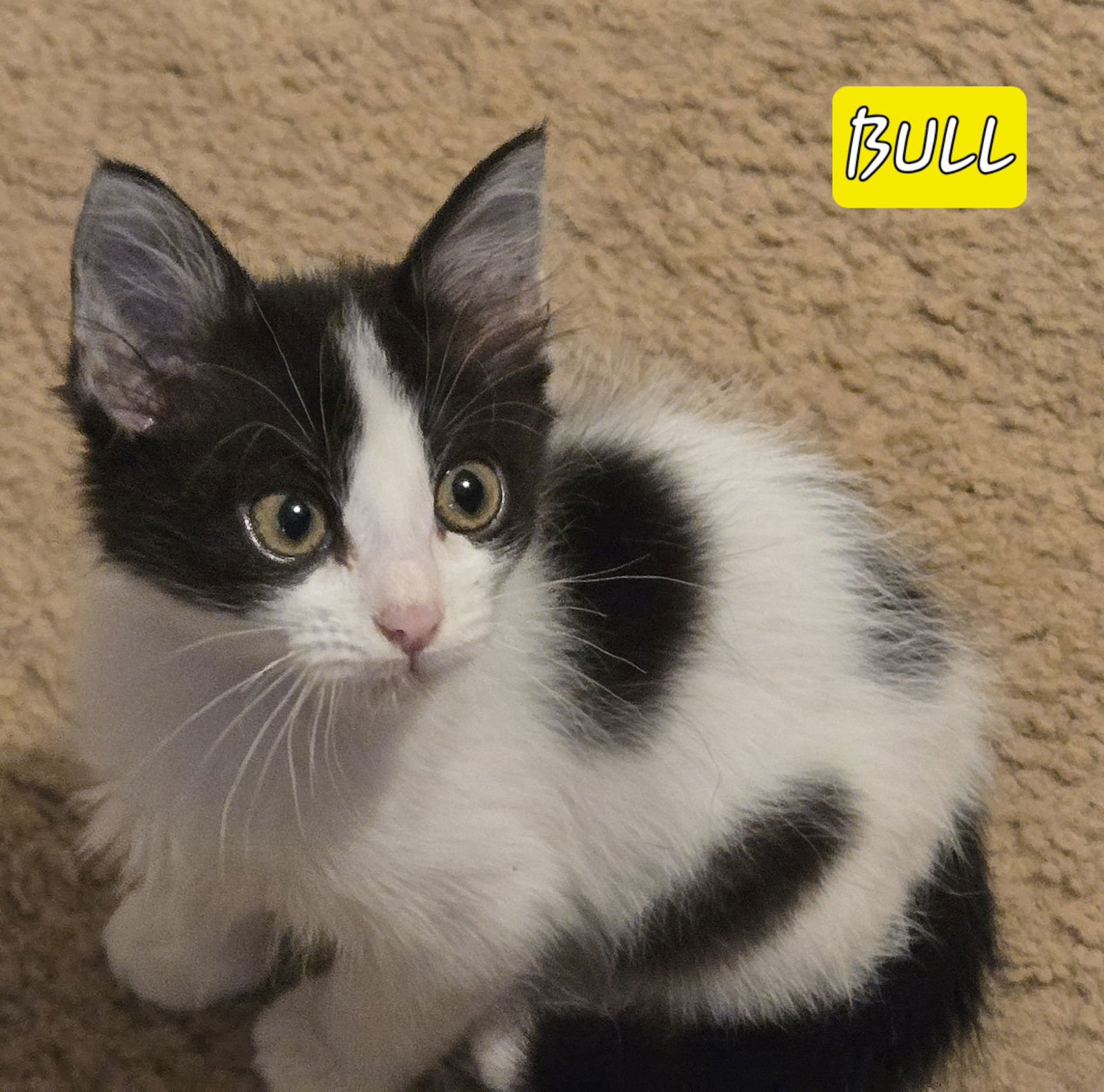 BELL - Domestic Short Hair / Tuxedo available for adoption