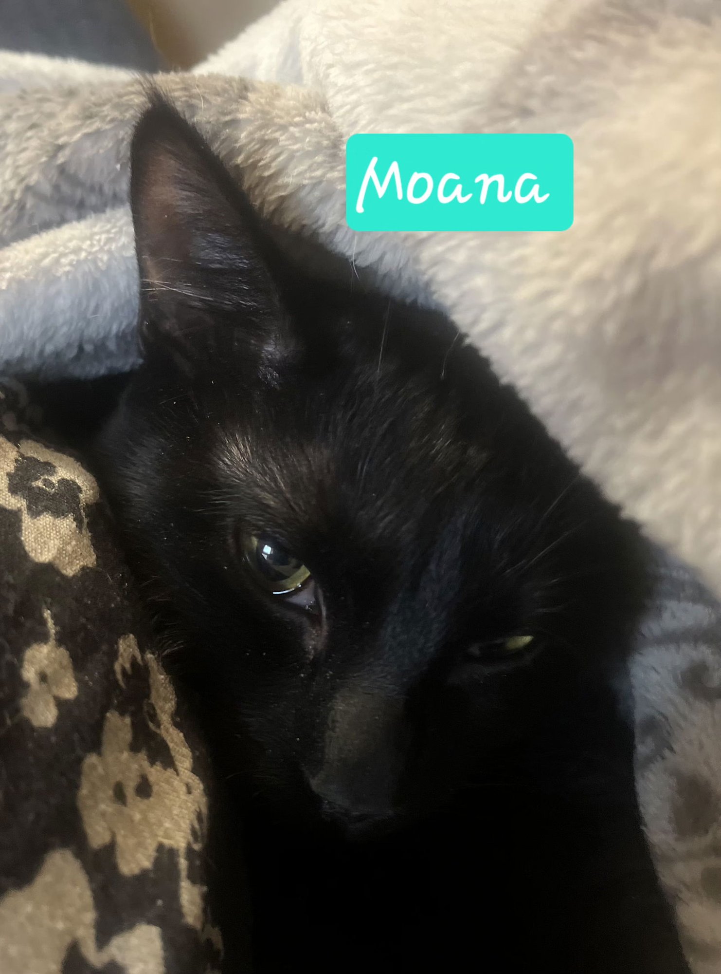 MOANA - Domestic Short Hair available for adoption