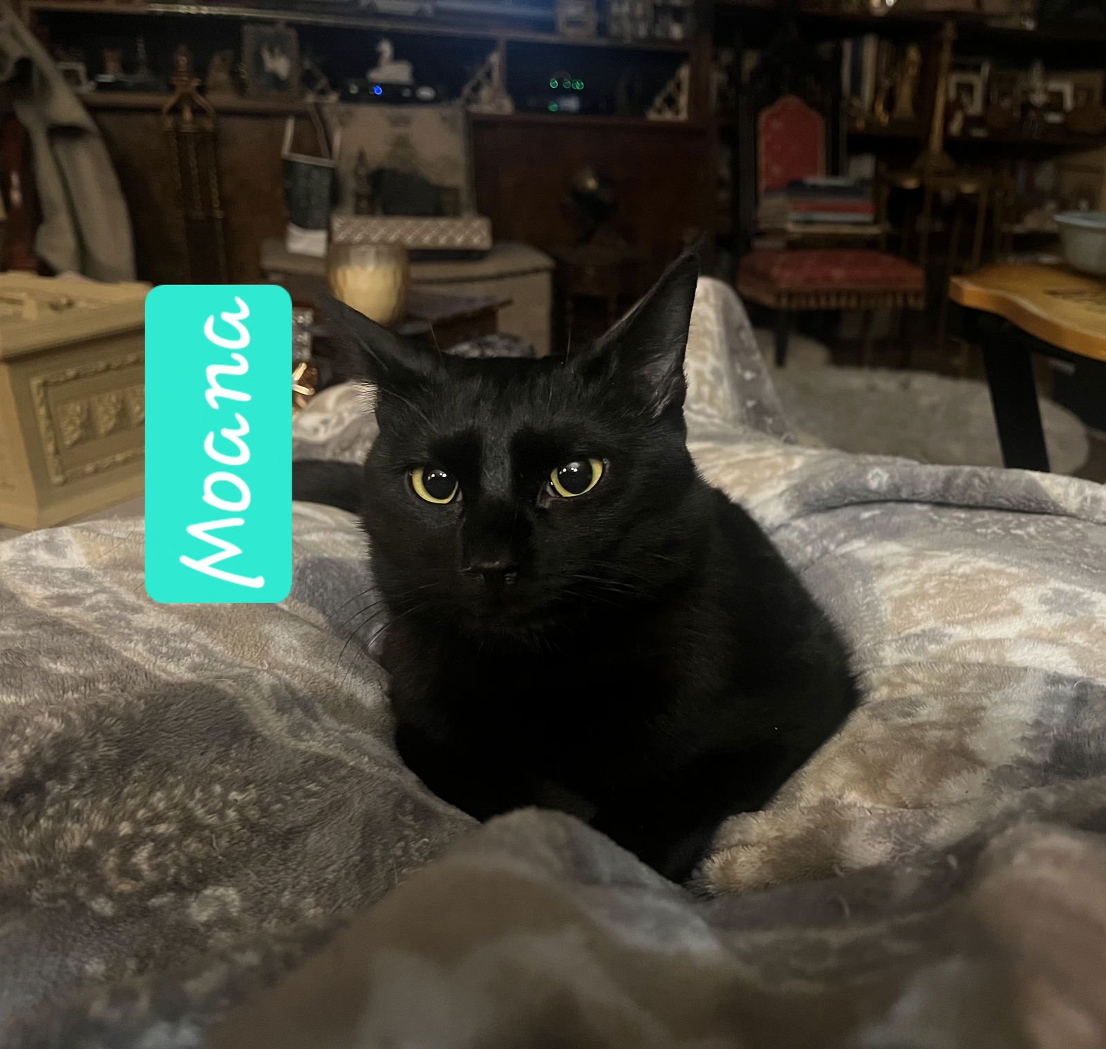 MOANA - Domestic Short Hair available for adoption