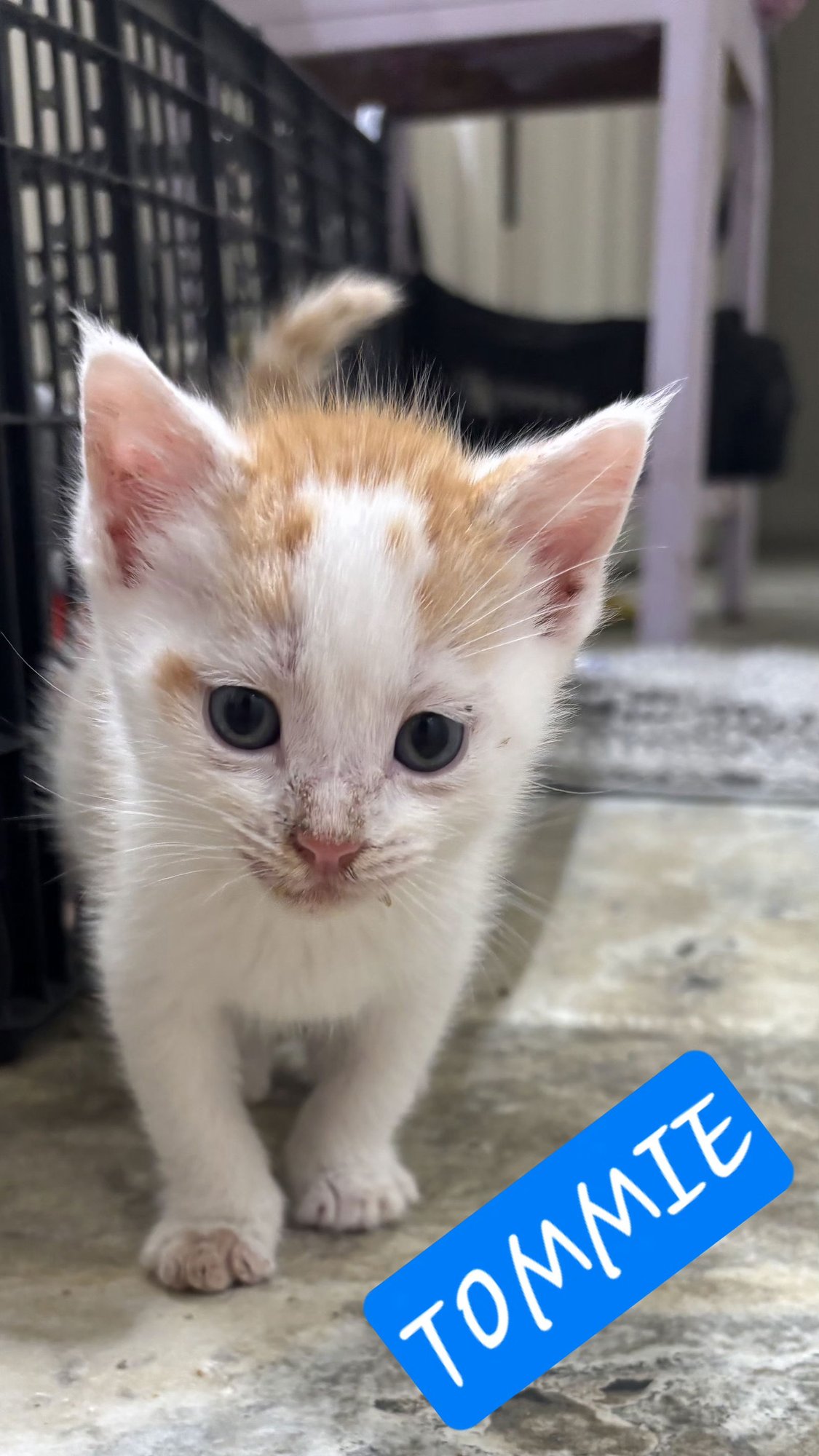 TOMMIE - Domestic Short Hair available for adoption