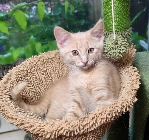 PEBBLES - Domestic Medium Hair / Tabby available for adoption