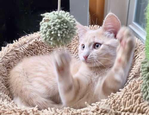 PEBBLES - Domestic Medium Hair / Tabby available for adoption
