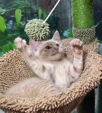 Pebbles - Photo 3