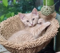 Pebbles - Photo 4