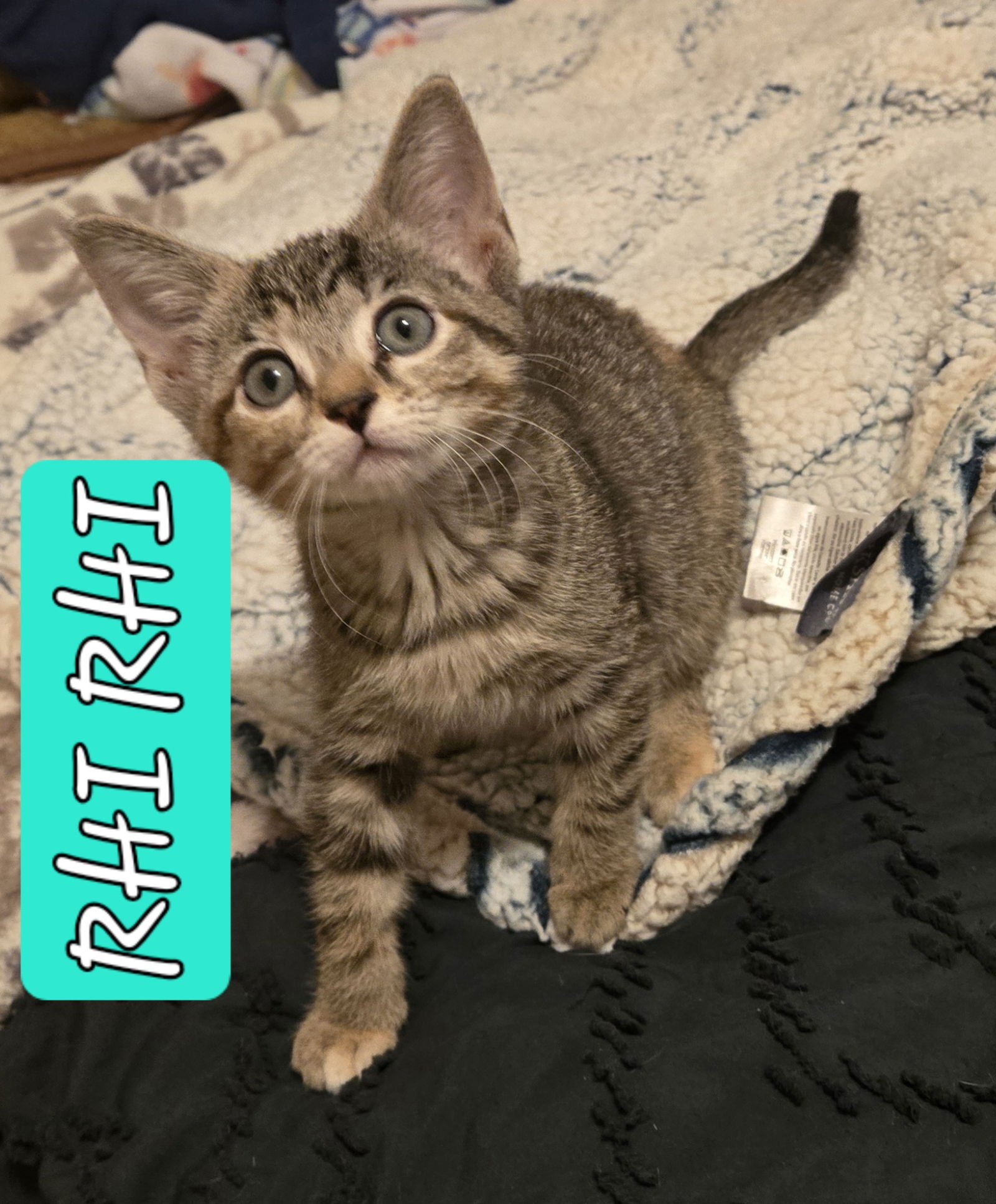 RHI RHI - Domestic Short Hair / Tabby available for adoption