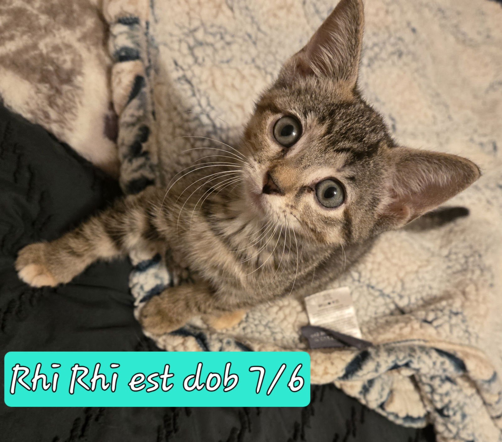 RHI RHI - Domestic Short Hair / Tabby available for adoption