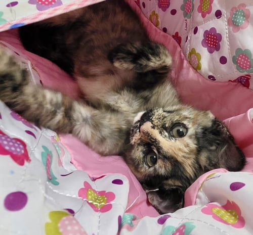 MYRTLE - Tortoiseshell / Domestic Medium Hair available for adoption