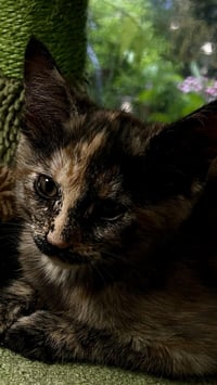 Myrtle - Photo 4