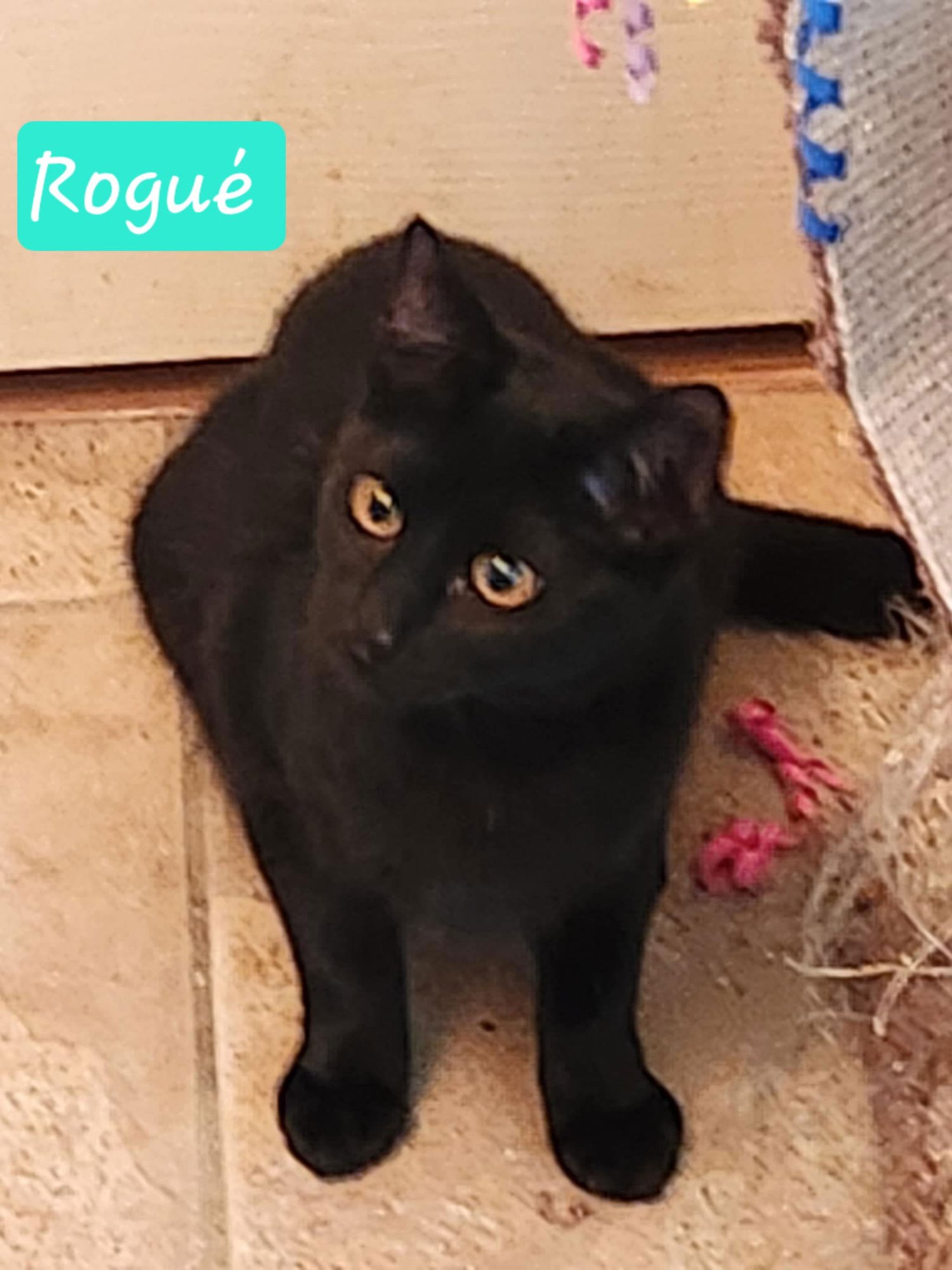 ROGUE - Domestic Short Hair available for adoption
