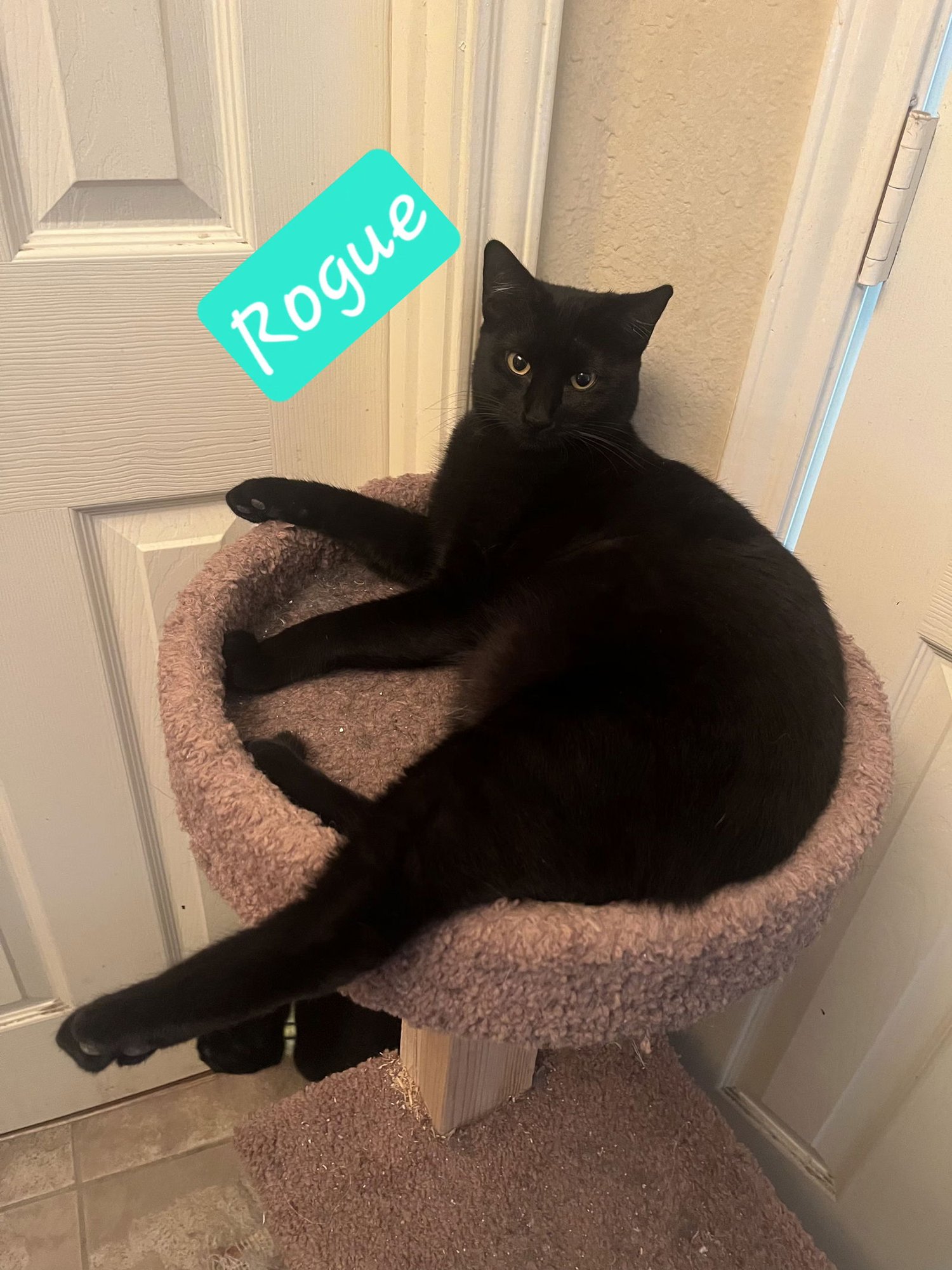 ROGUE - Domestic Short Hair available for adoption