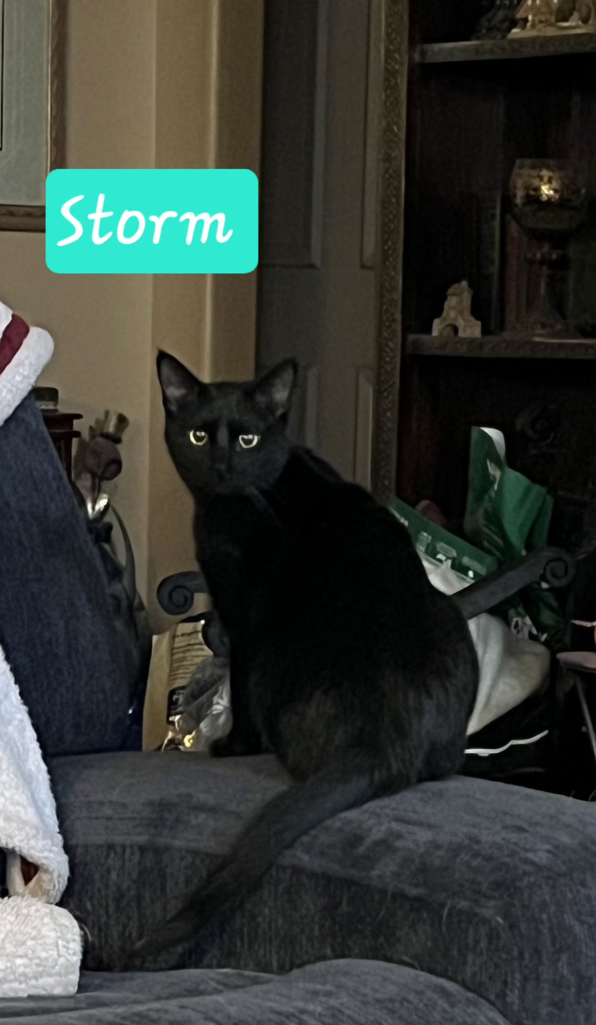 STORM - Domestic Short Hair available for adoption
