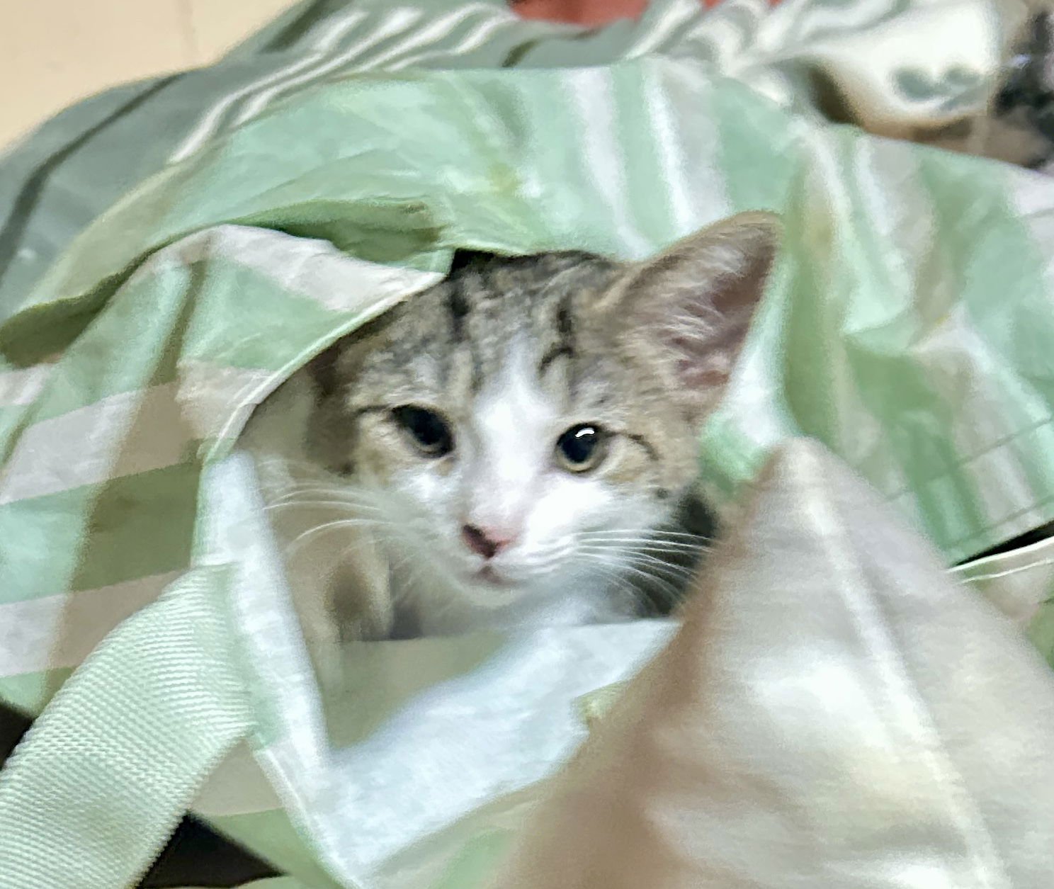 SPARKT - Tabby / Tuxedo available for adoption