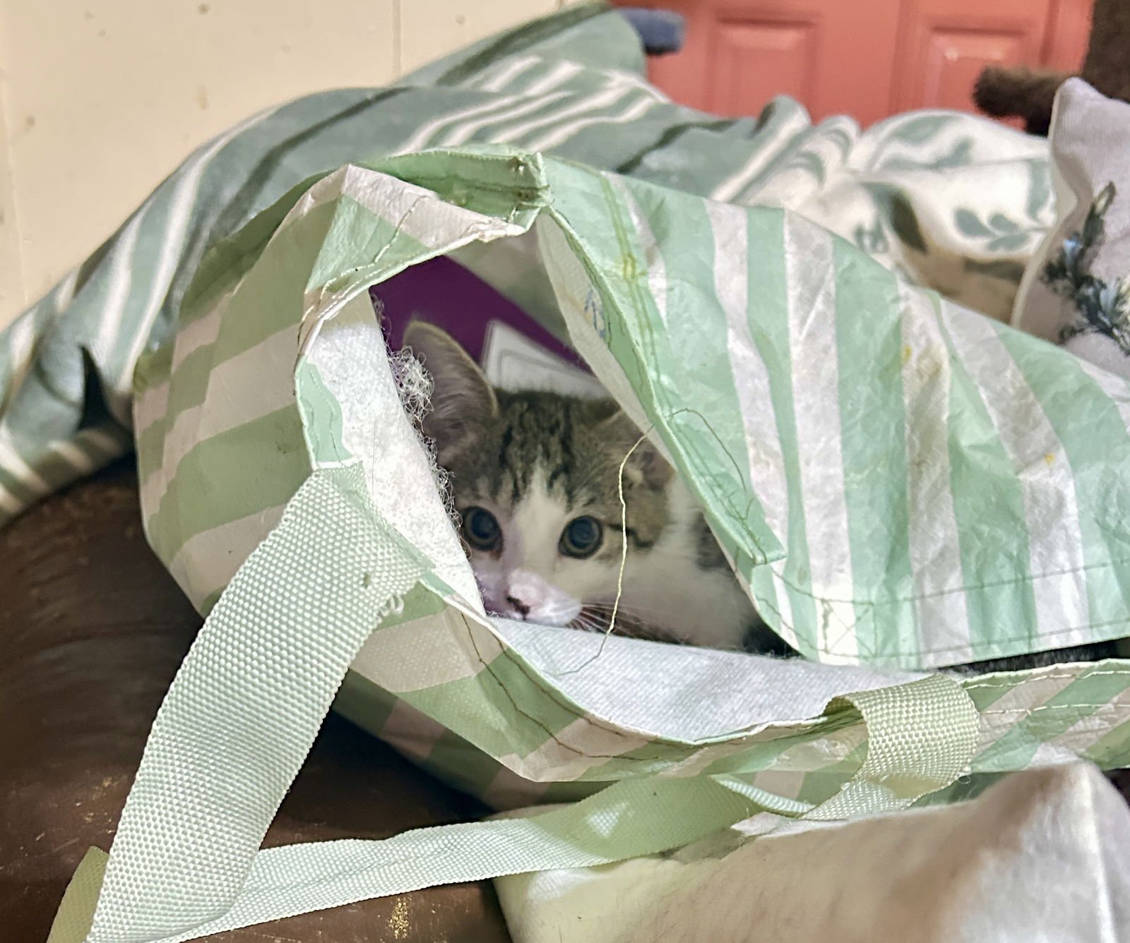 SPARKT - Tabby / Tuxedo available for adoption