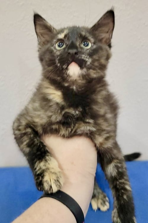 ASHES - Tortoiseshell / Domestic Short Hair available for adoption