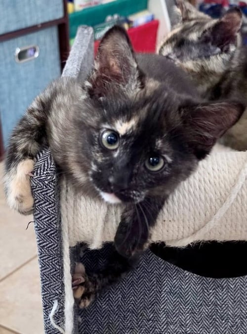 ASHES - Tortoiseshell / Domestic Short Hair available for adoption